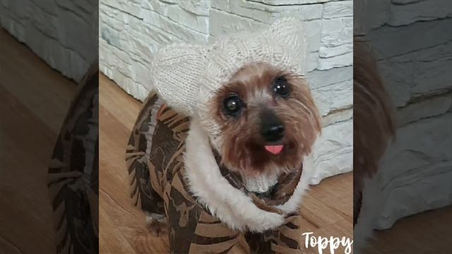 Новинка! Шапочка с закрытыми ушками. 2 размера 7 цветов смотреть онлайн