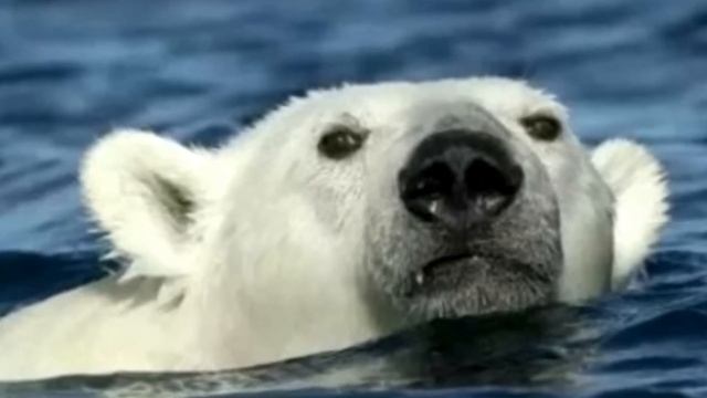 белый медведь преследовал человека в лодке. то, что произошло дальше, было невероятно смотреть онлайн