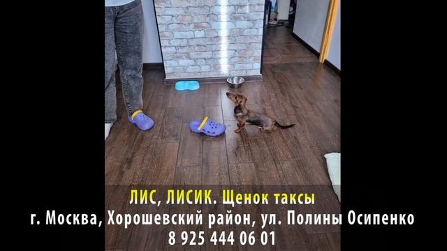 Нашелся! ЛИС, ЛИСИК. Щенок таксы. г. Москва, Хорошевский район, ул. Полины Осипенко смотреть онлайн