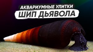 Аквариумная улитка Шип дьявола