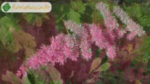 Цветок астильба – посадка и уход, выращивание астильбы из семян