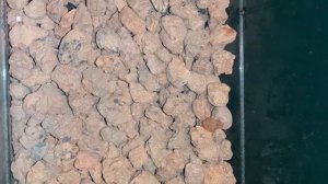 Балансировка питания и посадка балконных огурцов в феврале