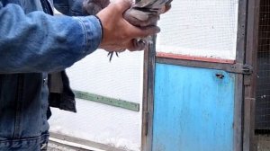 голуби Донбасса цветные и ржаво мурые