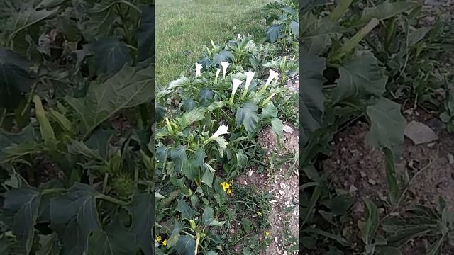 Сонник. Цветок дурмана во снах.mp4 смотреть онлайн