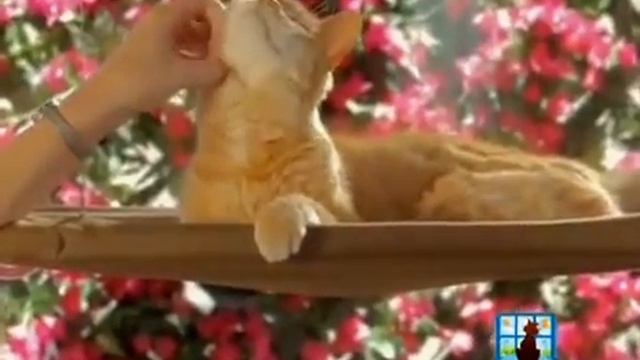 Лежанка подвесная для кошек "ТЕПЛОЕ МЕСТЕЧКО" (sunny seat) смотреть онлайн