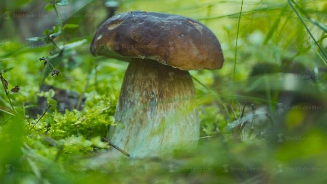 King beautiful and delicious wild mushrooms, white or boletus смотреть онлайн
