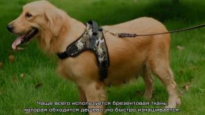 Как одеть шлейку на собаку правильно: инструкция