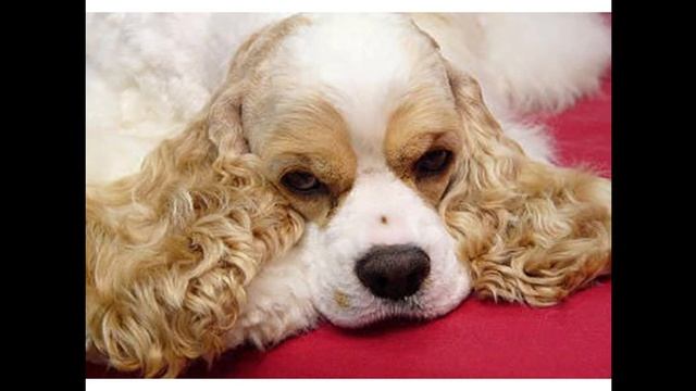 Американский кокер спаниель смотреть онлайн