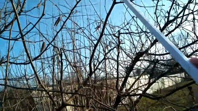Обрезка ореха фундук весной. Весна 2021. смотреть онлайн
