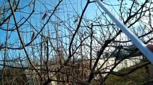 Обрезка ореха фундук весной. Весна 2021.