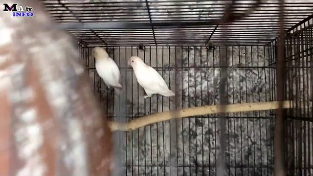 New Business Love bird Raw Cocktail Green Ringgnak And Java Finch Dove Farming in Pakistan смотреть онлайн
