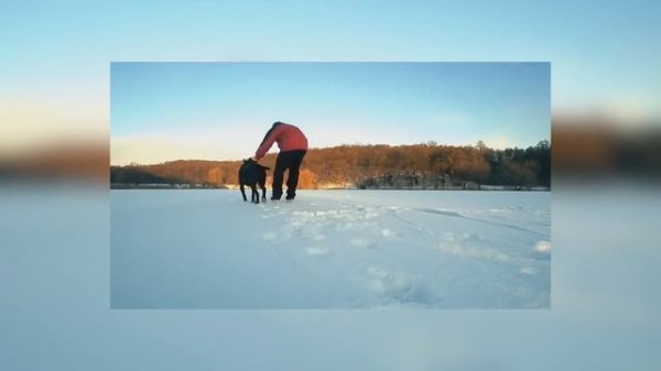 Cane Corso 101! Everything You Must Know About Owning a Cane Corso Puppy