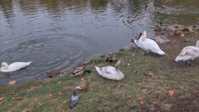 А они подумали, куда девать 2 тыс. животных?! смотреть онлайн