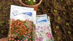 КАМНЕЛОМКА из семян. камнеломка выращивание из семян когда сажать семенами на рассаду.mp4