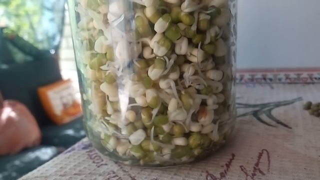 МАШ ПРОРАЩИВАЮ ПРОСТО ,КОЖУ И ОРГАНЫ ОМОЛАЖИВАЮ ОЧЕНЬ ЭФФЕКТИВНО 12.09.2021 смотреть онлайн