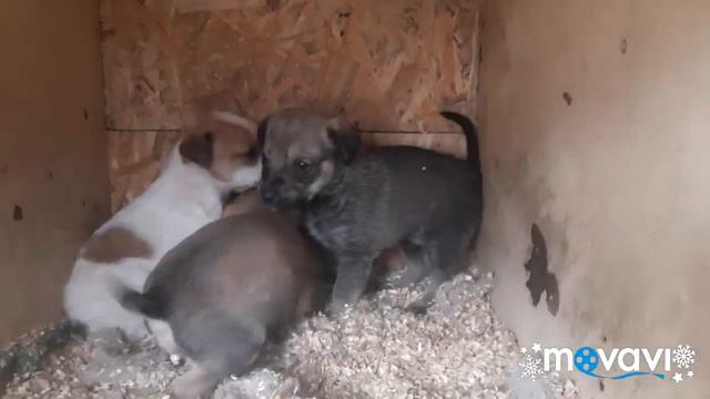 Бездомные собаки и их щенята… смотреть онлайн
