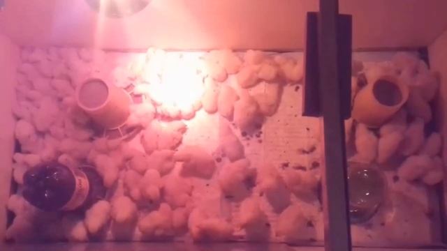 Бройлеры с первого дня и до забоя Ч1 смотреть онлайн