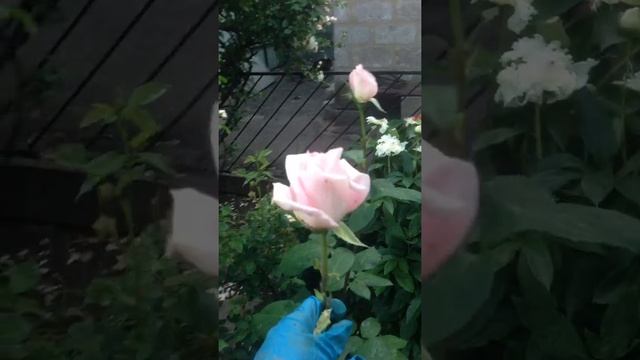Выбираю розы для букета смотреть онлайн