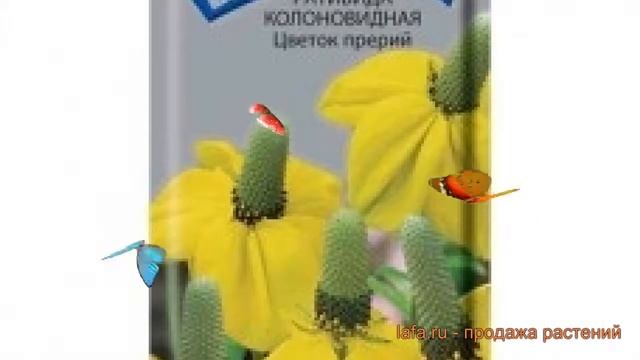Ратибида колоновидная Цветок прерий ? обзор: как сажать, семена ратибиды Цветок прерий смотреть онлайн
