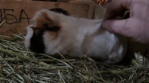 Сколько длится Беременность? Морская свинка содержание и уход.