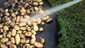 Выкопали самый вкусный сорт картофеля " Королева Анна". Результат отличный! Сорт просто объедение!