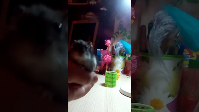 Вопросы и ответы моих животных 1 часть смотреть онлайн