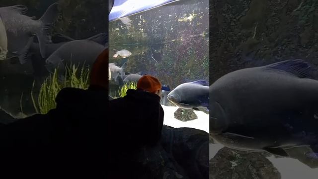 Алматинский #зоопарк . ? смотреть онлайн