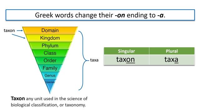 SCIENCE VOCABULARY / SINGULAR AND PLURAL FORM OF SCIENTIFIC WORDS / SCIENCE - ENGLISH INTEGRATION смотреть онлайн
