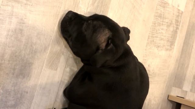 Стаффи храпит и видит сны / Staffy snores and dreams смотреть онлайн