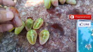 Ягода размером со СЛИВУ. Виноград Бонапарт (Гусева С.Э.)