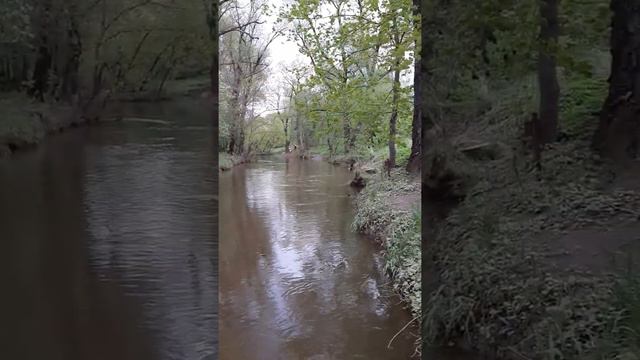 Утки летают туда-обратно по речке