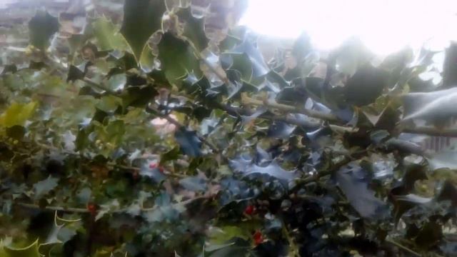 arbol de acebo смотреть онлайн