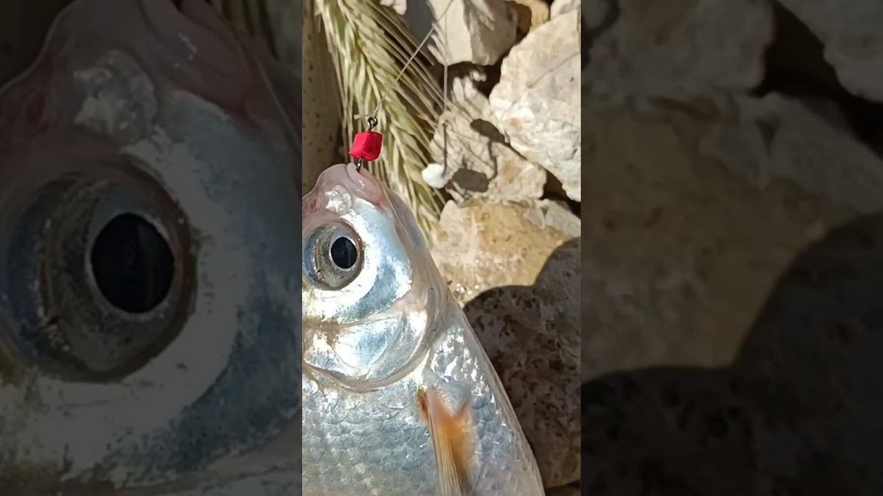 Густера на тапок. Поклёвка крупным планом. смотреть онлайн