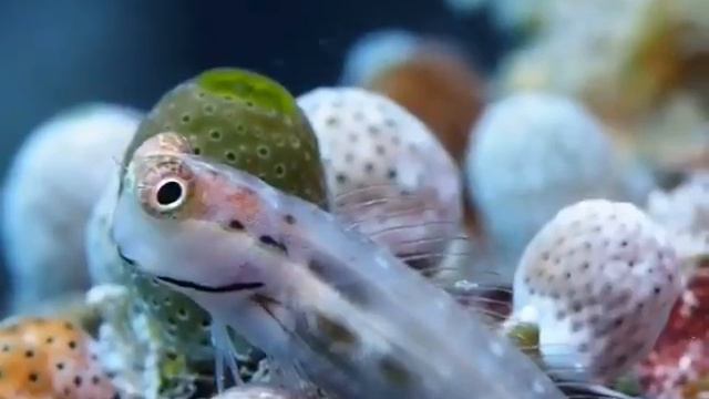 Рыба-лягушка (Frogfish). Забавное чудо природы смотреть онлайн