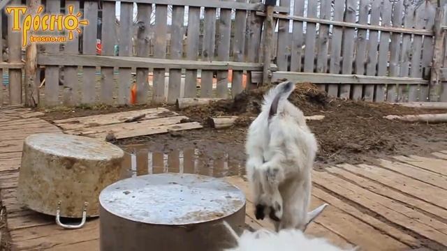 Козленок Дымок веселится смотреть онлайн