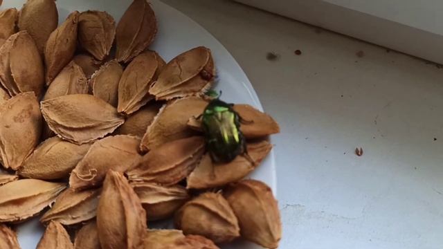 Жук бронзовка, вредитель или помощник в саду? смотреть онлайн