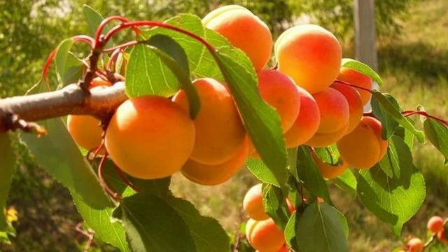 600 лекарственных растений   АБРИКОС ОБЫКНОВЕННЫЙ