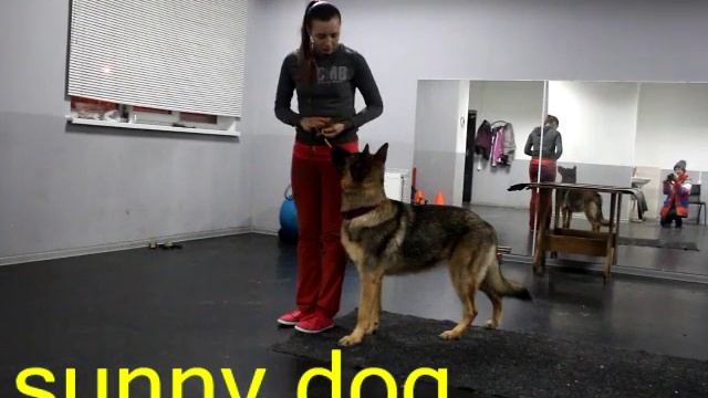 первое занятие немецкой овчарки Домашнее заданятие немецкой овчарки смотреть онлайн