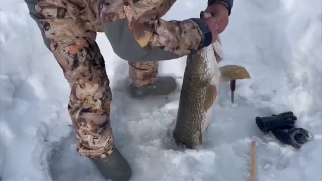 Вы просто посмотрите каких крупных крокодилов и матросиков дергают на реке Алдан у села Чериктей😱💪 смотреть онлайн