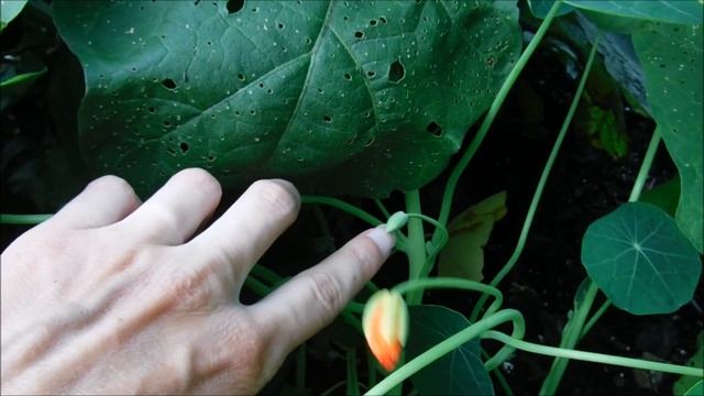 How To Grow Nasturtiums, Companion Planting With Nasturtiums, Nasturtium Flowers смотреть онлайн