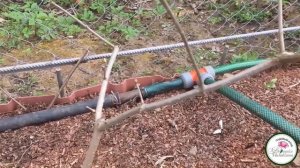 МОЖНО ЛИ ИСПРАВИТЬ ФОРМУ КУСТА МЕТЕЛЬЧАТОЙ ГОРТЕНЗИИ