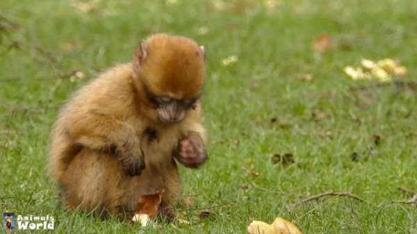 Amazing animals of our planet