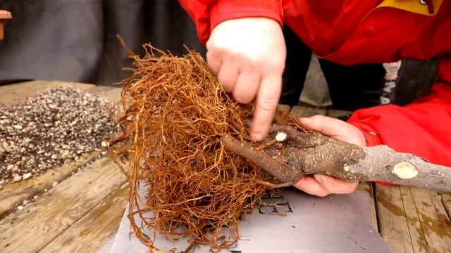 My Ginkgo Bonsai Update, The Bonsai Zone, April 2020 смотреть онлайн