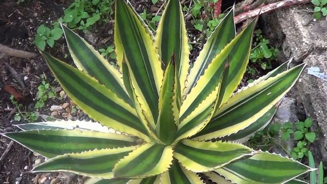 SUCCULENTS: Agave Lophantha Quadricolor