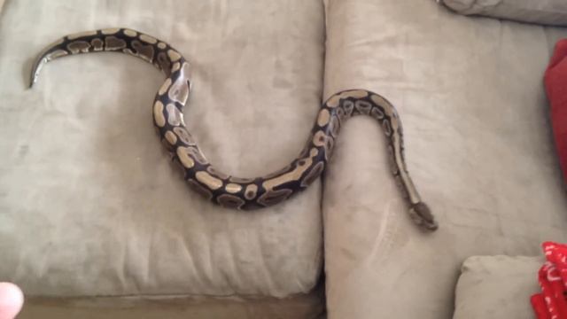 MY 22 YEAR OLD BALL PYTHON ESCAPES before making this video!!! This SNAKE is LOOSE in my HOUSE! смотреть онлайн