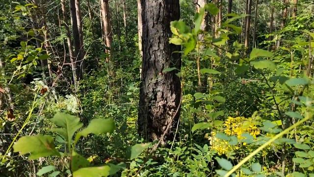 В гостях у соснового леса. Сосновый бор. смотреть онлайн