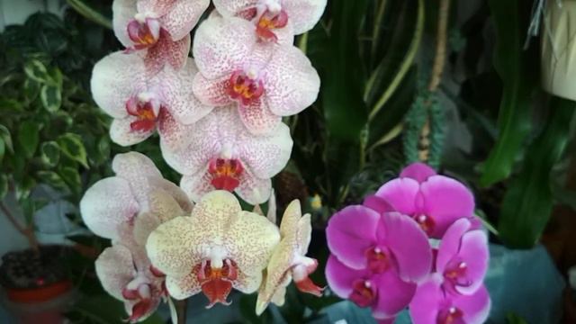 Причудливые веснушки🌻в полном роспуске,🌸Катрин открывает бутоны🌹(18.07.22) смотреть онлайн