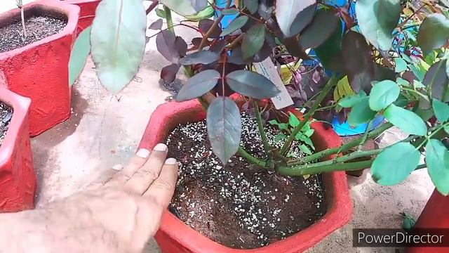 3 BEST FUNGICIDE For ROSES & Dosage, कोनसा Fungicide कब स्प्रे करें смотреть онлайн