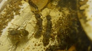 Брачные игры муравьёв-пожарников, или что вообще происходит!?