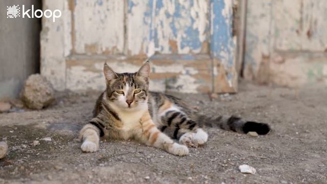 Тоюлан. «Бийик» балдар тууралуу тасма смотреть онлайн